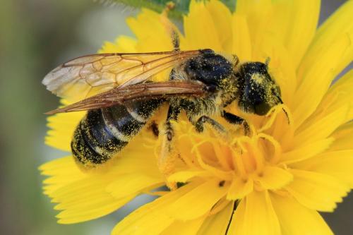 Réf. 269 131 : Halictus sp.